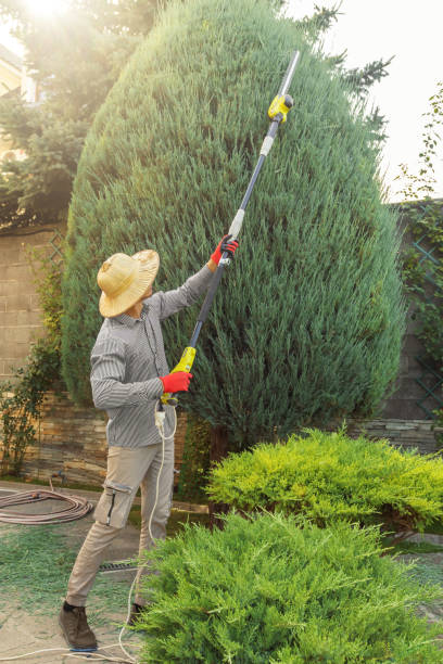 Professional Tree Removal and Landscaping Services in Schuylerville, NY